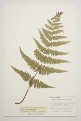 Hypolepis amaurorhachis. Herbarium specimen from Tautuku, Catlins, S.E. Otago, WELT P017678/B. 
 Image: J.R.A. Wilson-Davey © Te Papa 2017 CC BY-NC 3.0 NZ